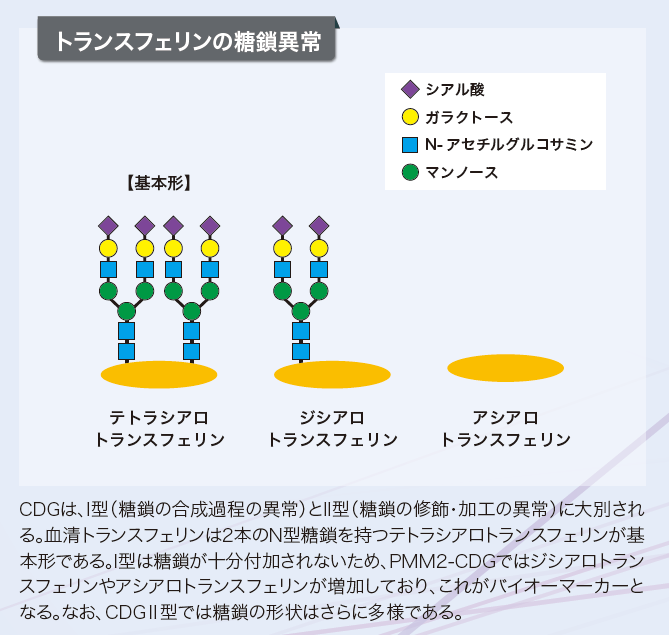 （図）トランスフェリンの糖鎖異常